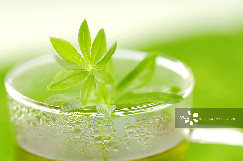 一杯香车叶草茶图片素材