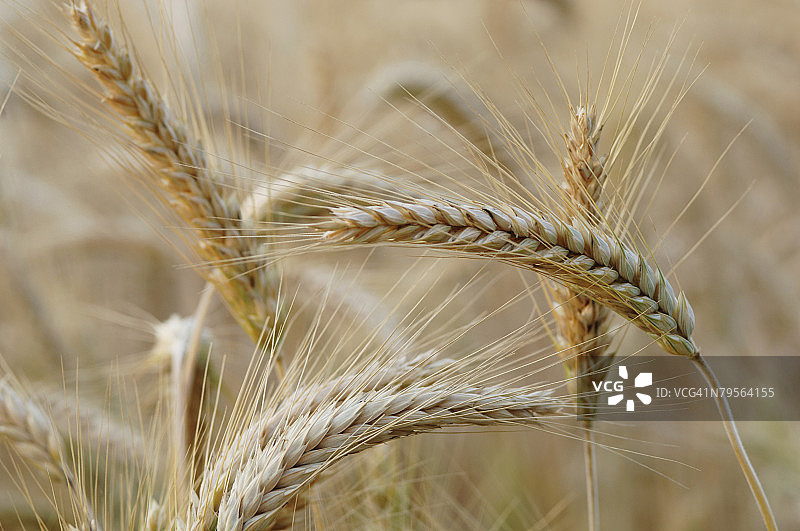 特写黑麦图片素材