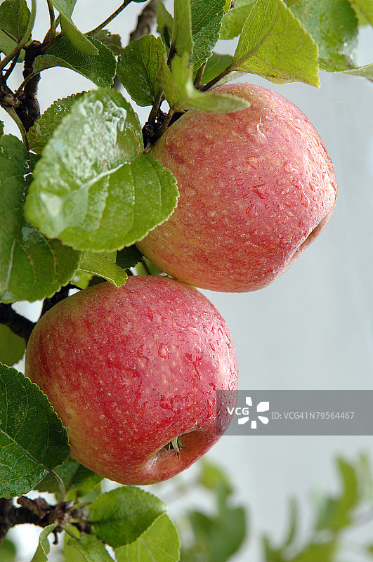 德国巴伐利亚苹果树特写图片素材