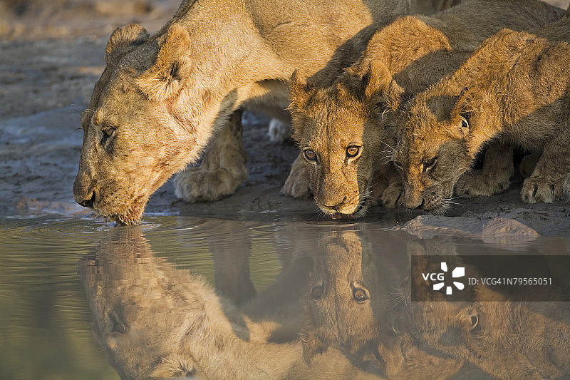 非洲博茨瓦纳：母狮和幼崽图片素材