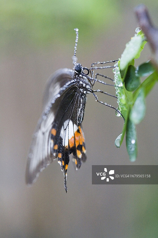 多型麝凤蝶特写图片素材
