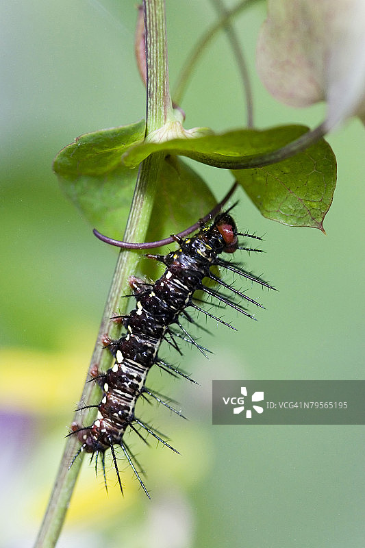 叶子上的毛虫（Dryas julia），特写图片素材