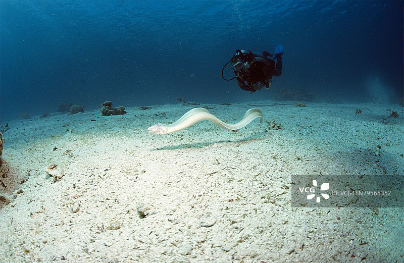 潜水员、海鳝、胡椒海鳝图片素材