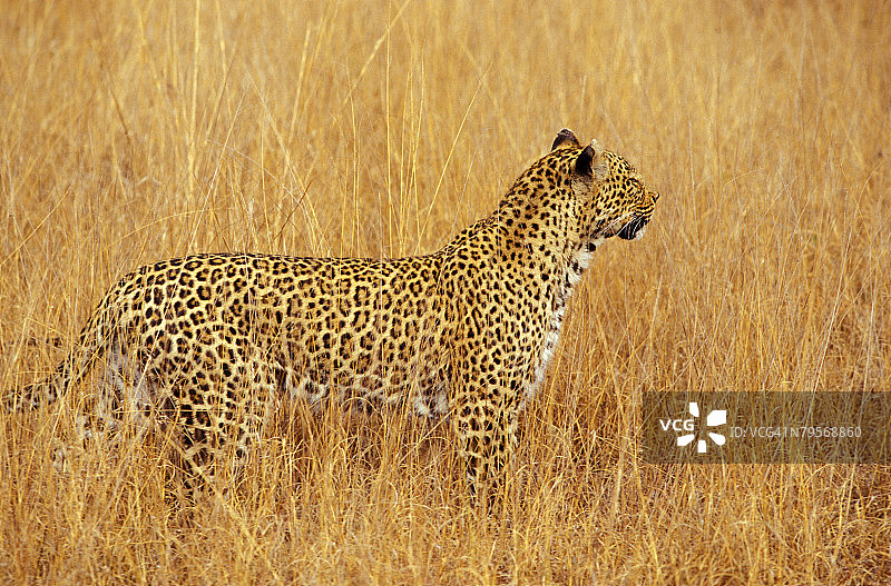 南非姆普马兰加萨比沙自然保护区的豹图片素材
