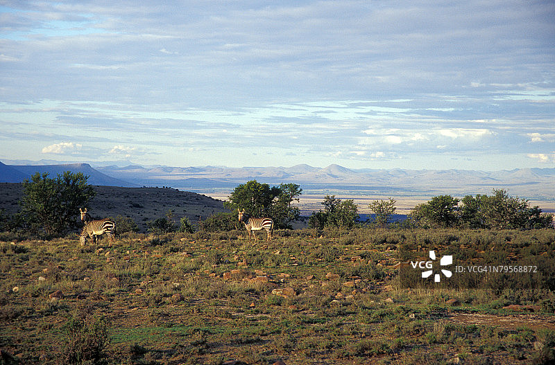 南非山地斑马国家公园的山地斑马图片素材