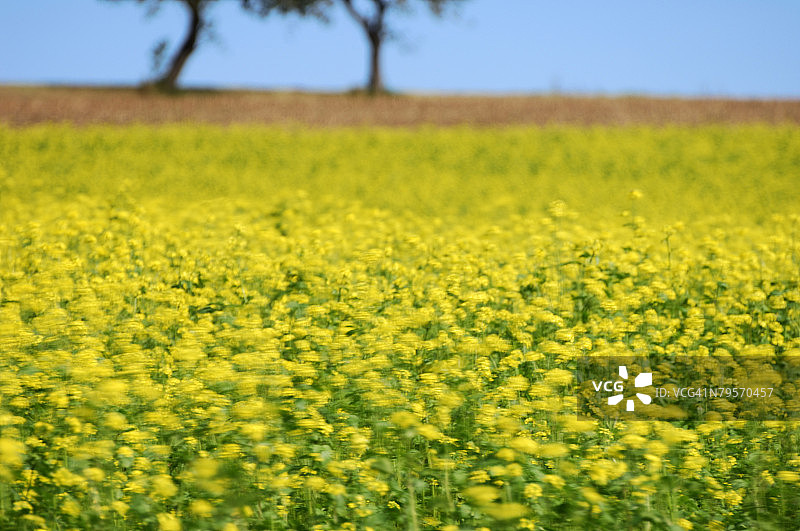 德国代根豪塞尔塔尔的油菜田图片素材