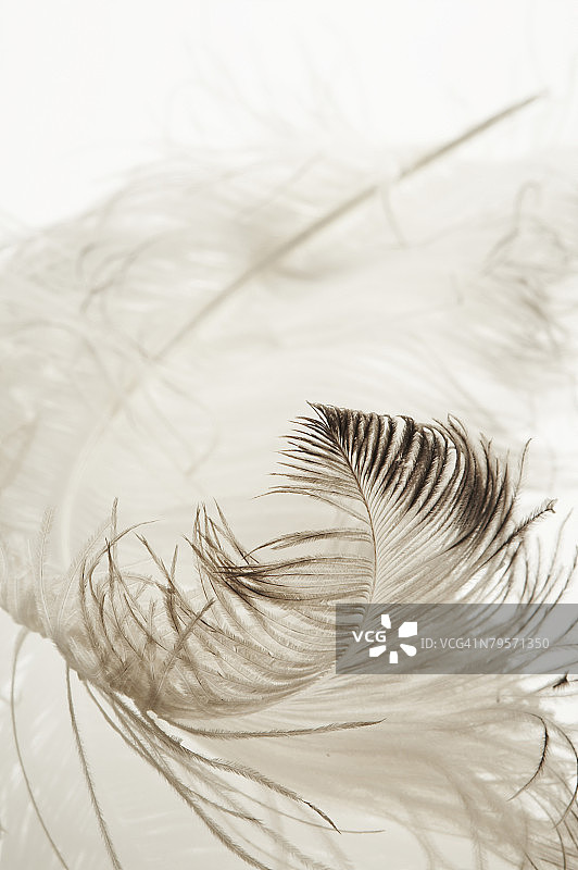 鸵鸟羽毛特写图片素材