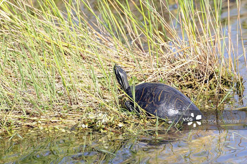 佛罗里达红腹龟（Pseudemys nelsoni）在小溪岸边晒太阳。美国佛罗里达州埃弗格雷德斯国家公园，联合国教科文组织世界遗产（生物圈保护区）。图片素材