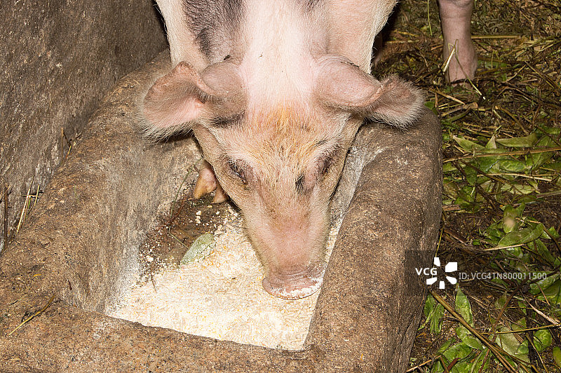 吃猪肉的猪饲料图片素材