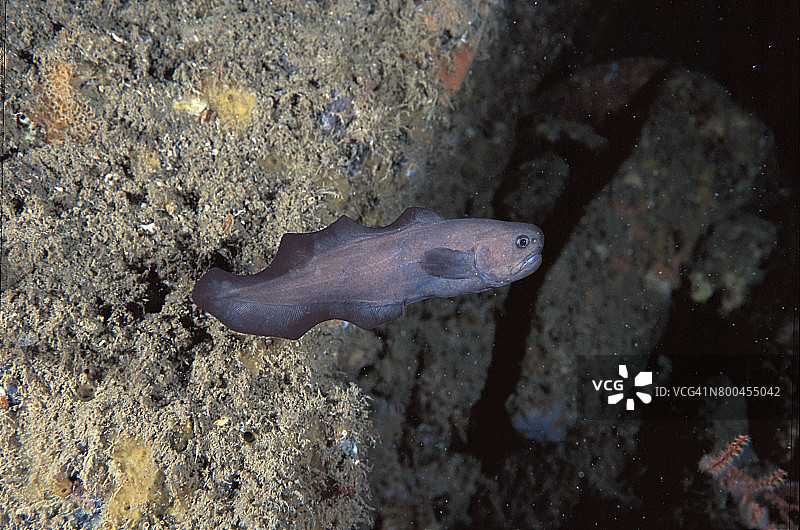 黑色鼬鳚图片素材