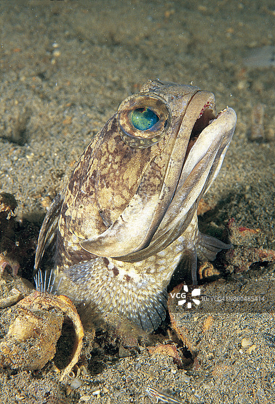 条纹颌鱼图片素材