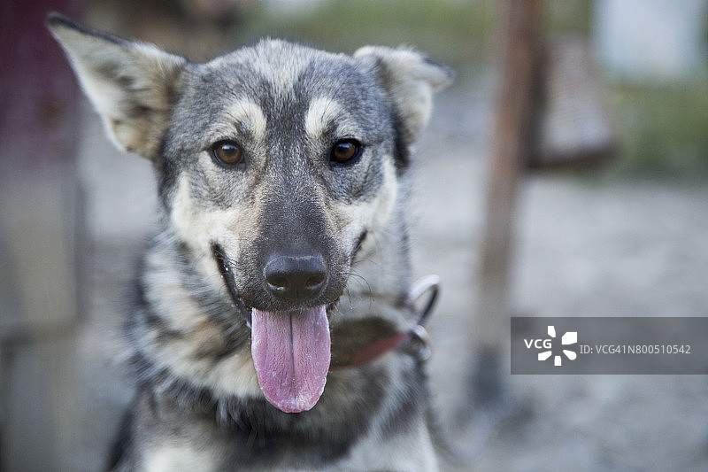 阿拉斯加哈士奇雪橇犬肖像图片素材