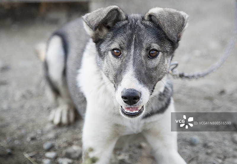 看着镜头的阿拉斯加哈士奇雪橇犬肖像图片素材