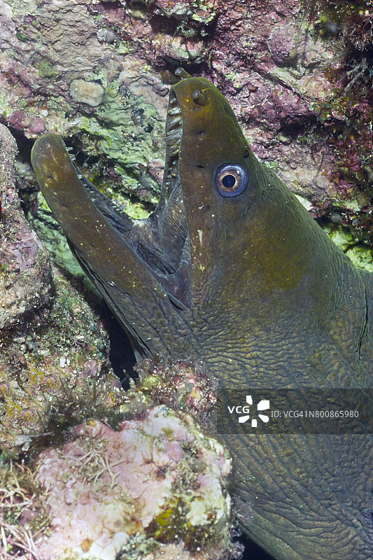 绿海鳝特写图片素材