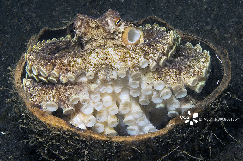 隐藏在椰子壳里的椰子章鱼图片素材