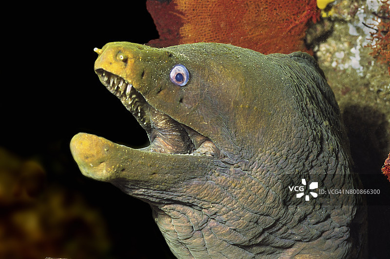 帕纳米克绿海鳗图片素材