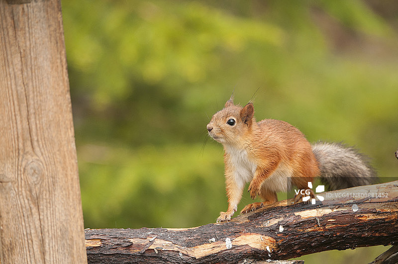 欧洲红松鼠在树枝上图片素材