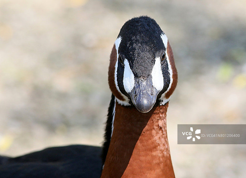 红胸黑雁肖像图片素材