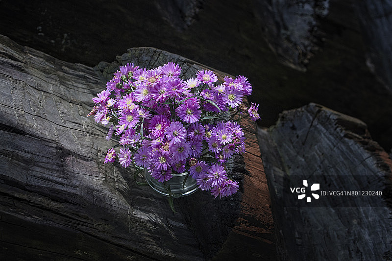 木质背景上的紫色欧洲紫菀图片素材