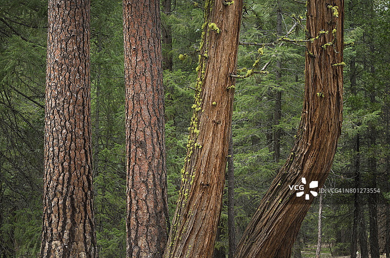 黄松和香柏图片素材