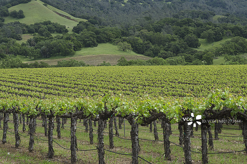索诺玛山谷葡萄园图片素材