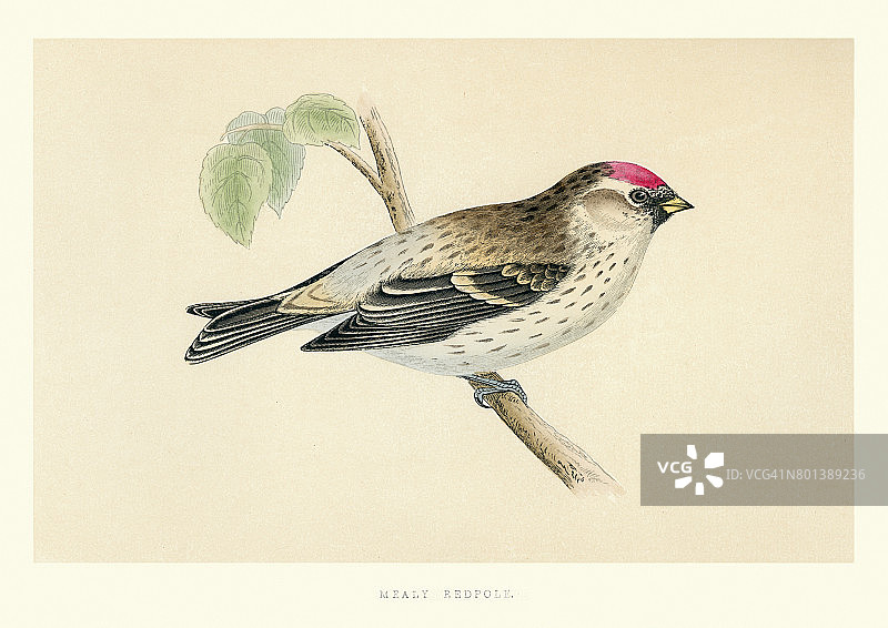 自然历史：鸟类 - 煤红雀图片素材
