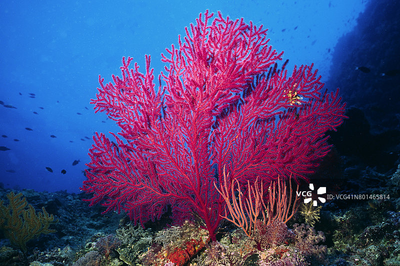 海扇礁石景观图片素材