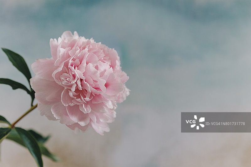 牡丹玫瑰特写图片素材