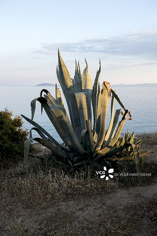 位于希腊北部中央马其顿哈尔基迪基州锡索尼亚尼基季海边的芦荟植物图片素材