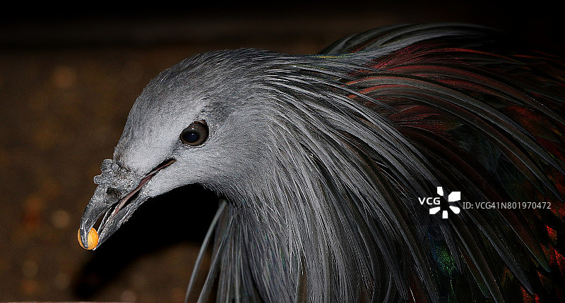 小尼科巴鸠图片素材