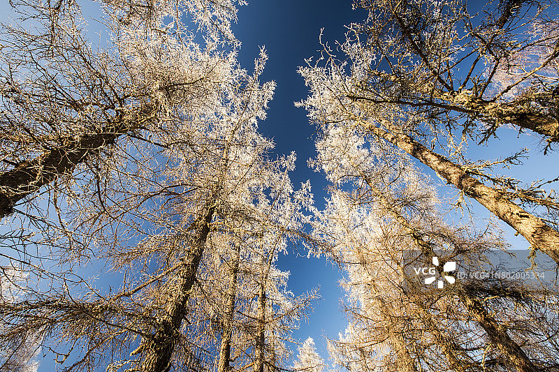 结霜的落叶松图片素材