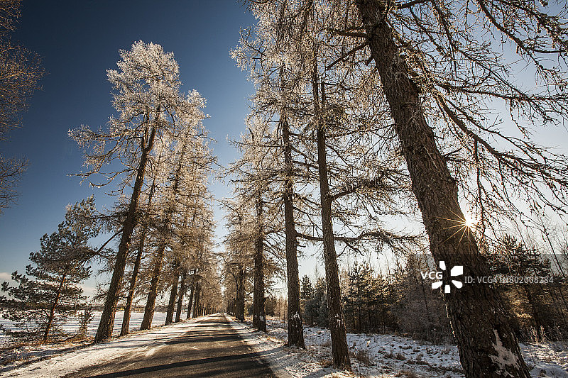 冬季的落叶松小巷图片素材