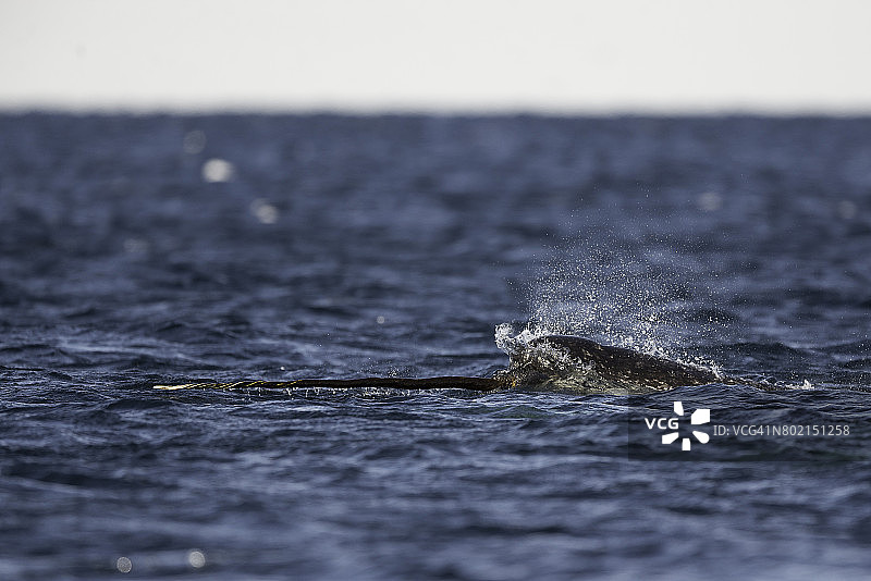 加拿大巴芬岛，独角鲸浮出水面，露出长牙的特写图片素材