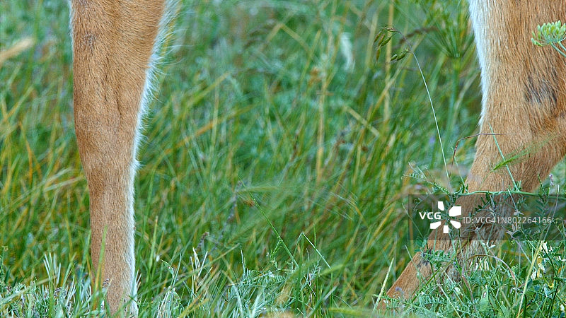 哥伦比亚河峡谷罗威纳山脊附近野花草甸中，北美黑尾骡鹿的头部和腿部特写图片素材
