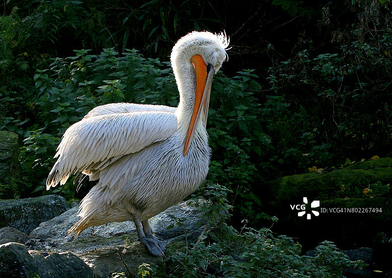 正在梳理羽毛的达尔马提亚鹈鹕图片素材