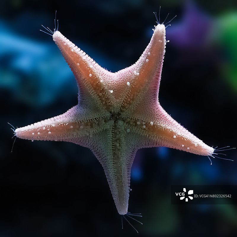 海星图片素材