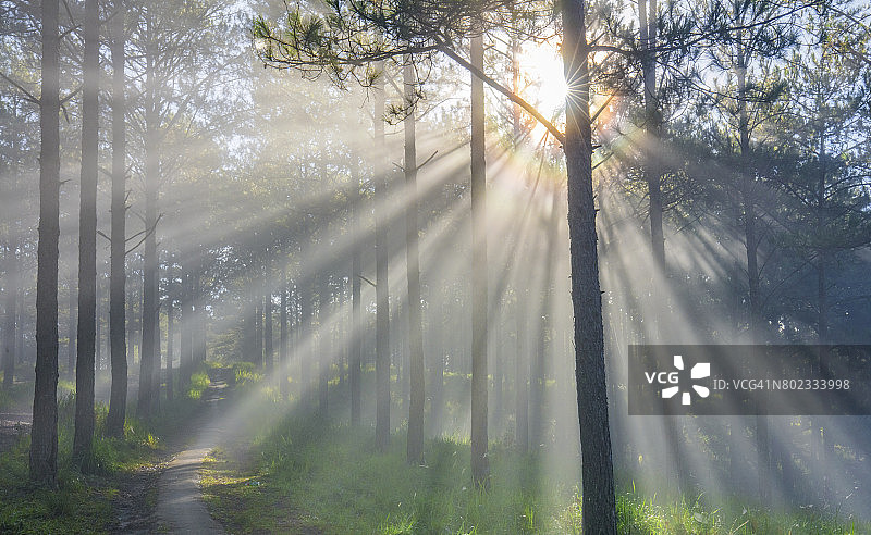 阳光下的松树林图片素材