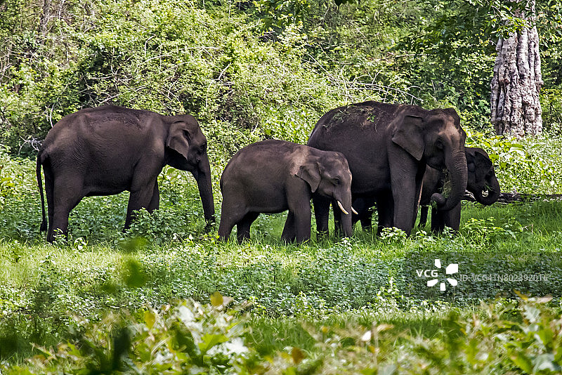 象群 1图片素材