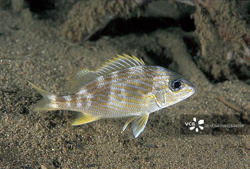 法式咕噜甜点图片素材