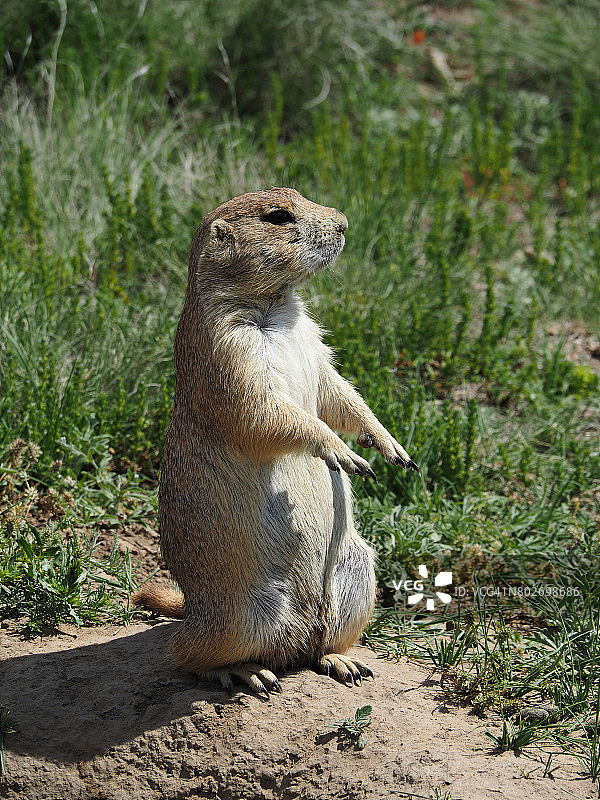站在洞穴附近的草原犬鼠图片素材