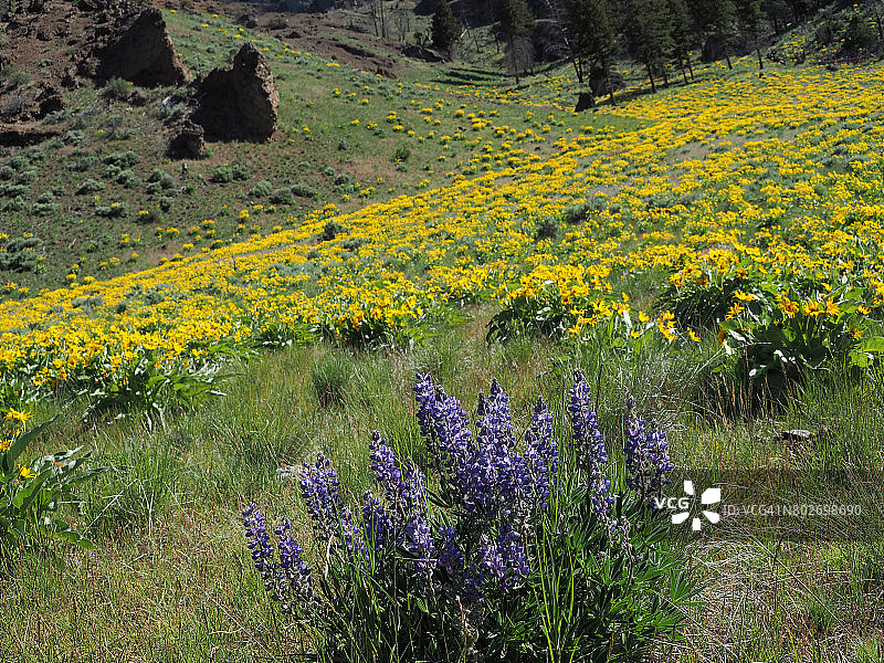 箭叶香脂根（Balsamorhiza sagittata），黄石国家公园图片素材