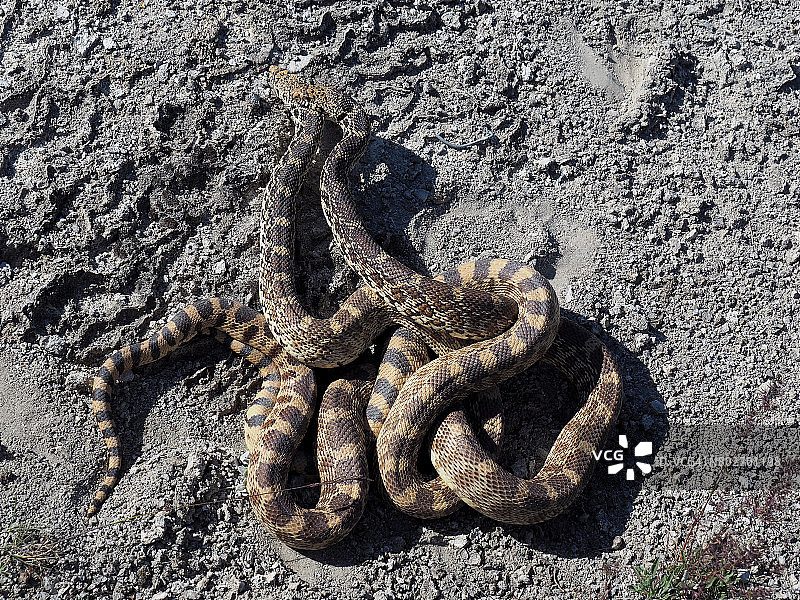 黄石国家公园：灰鼠蛇交配图片素材