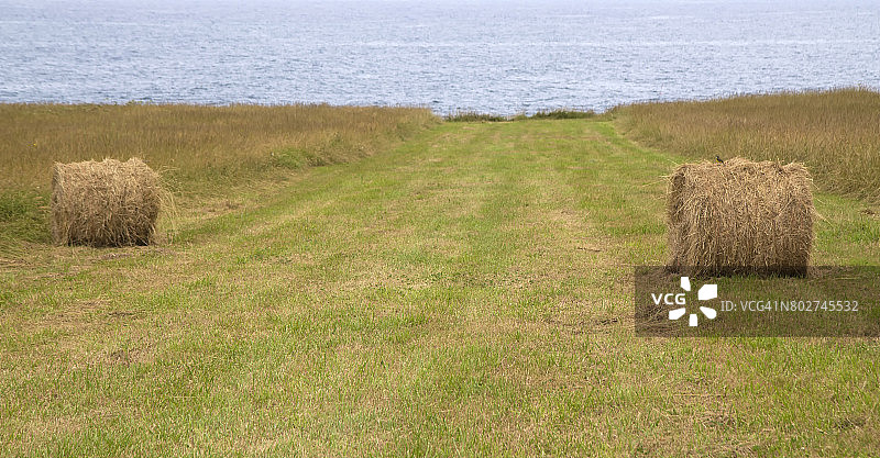 田野上的干草捆图片素材