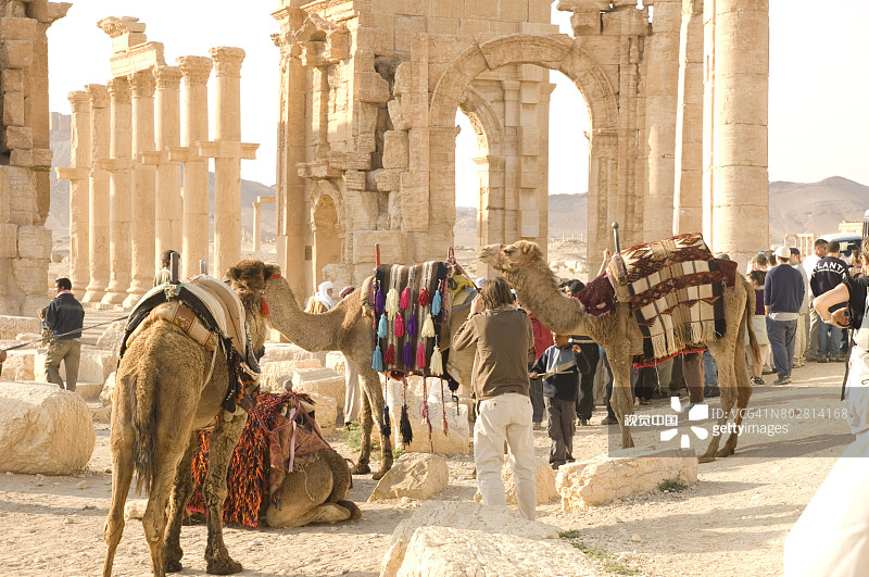 骆驼是该地区游牧部落的首选交通工具图片素材