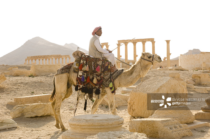 骆驼是该地区游牧部落的首选交通工具图片素材