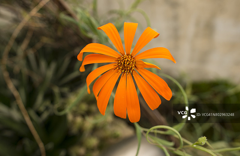 美丽的橙色长花瓣花朵图片素材