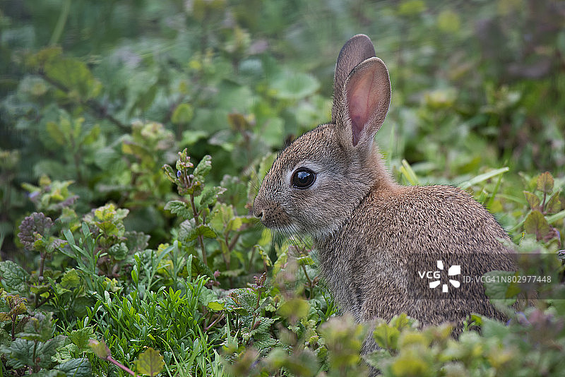 野兔图片素材