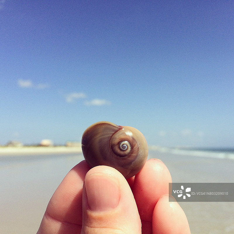 发现玉螺图片素材