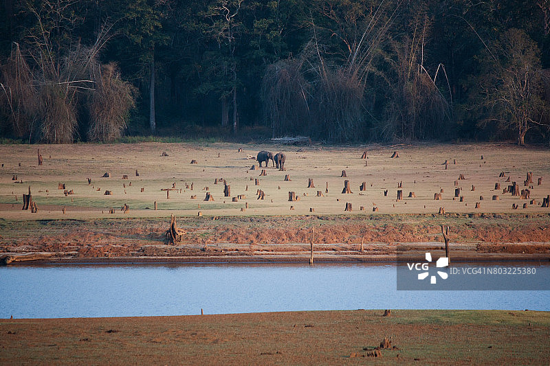 纳加拉霍勒国家公园的大象图片素材