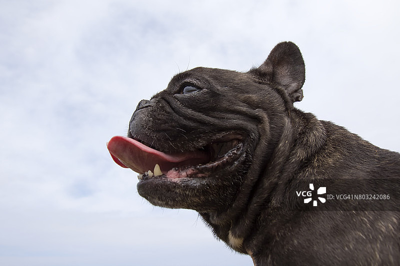 狗热得伸出舌头图片素材